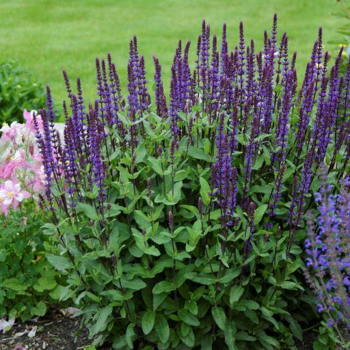 Salvia nemorosa Caradonna