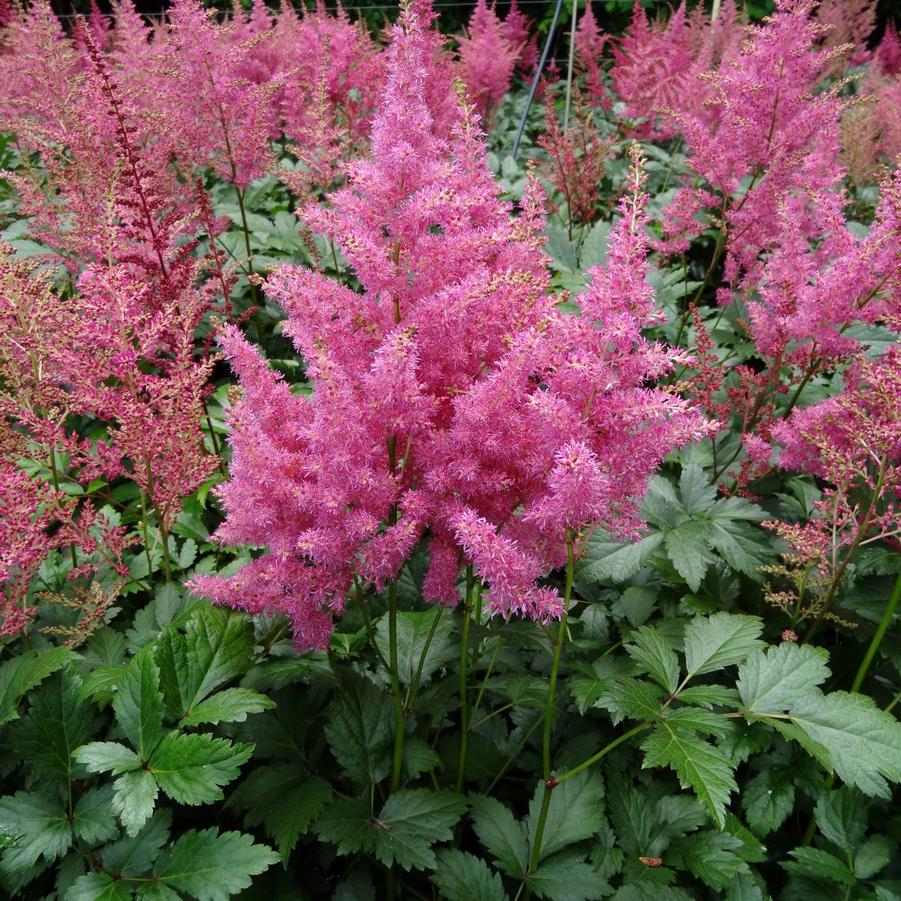 Astilbe japonica Rheinland