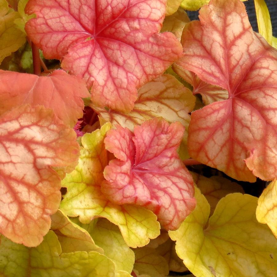 Heuchera Champagne