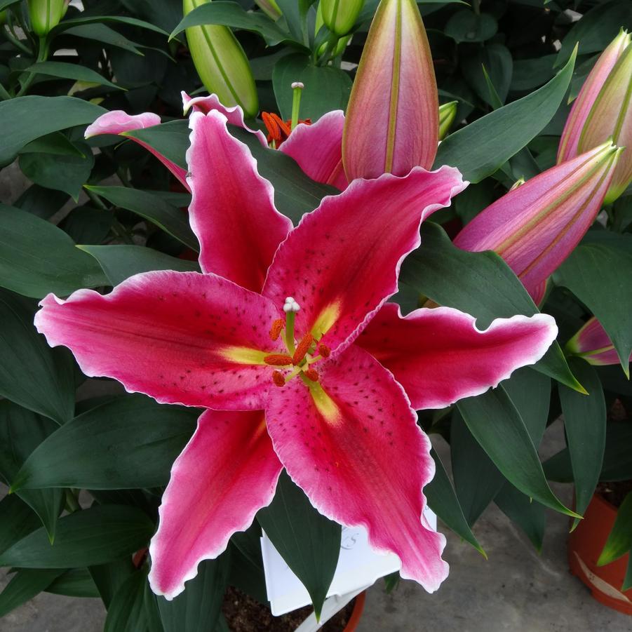 Lilium Lily Looks Sunny Martinique
