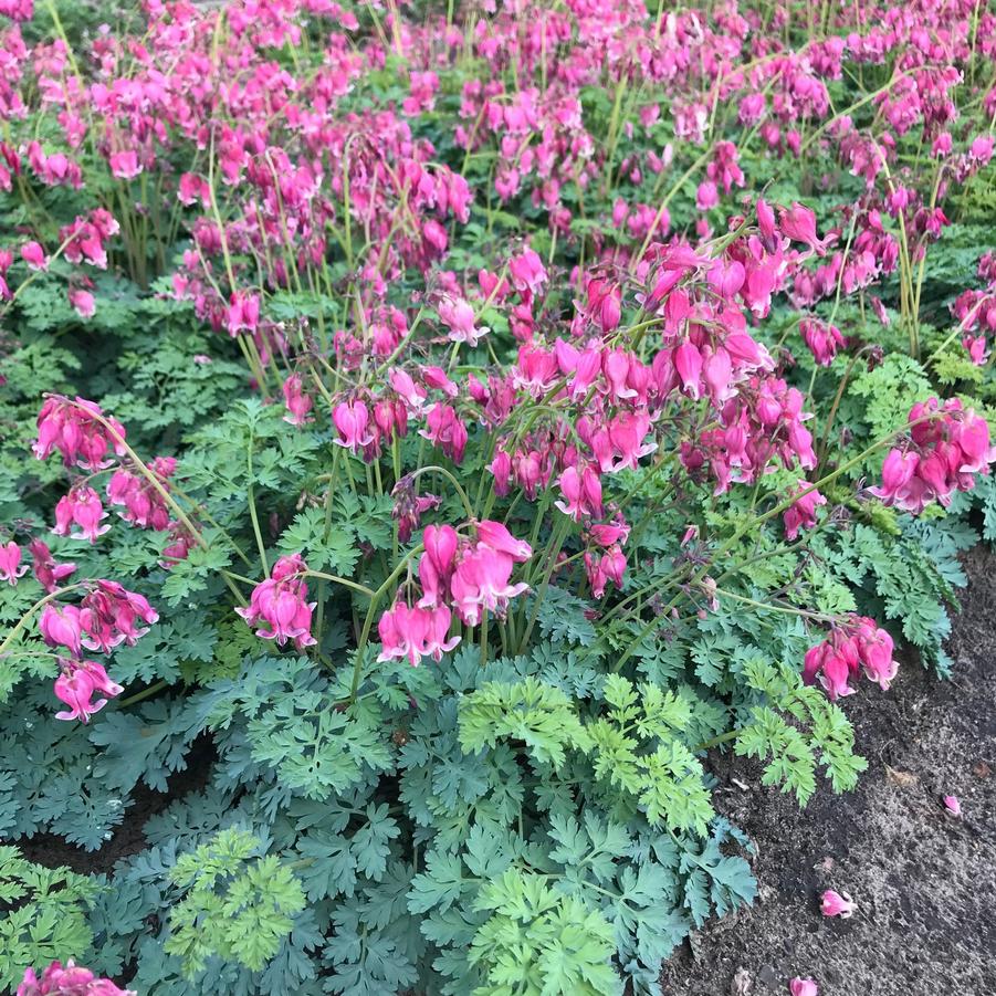 Dicentra Luxuriant