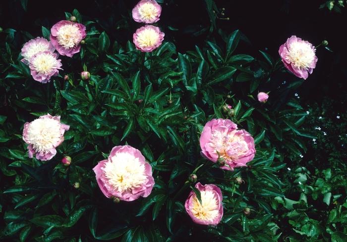 Paeonia Garden Peony Bowl of Beauty