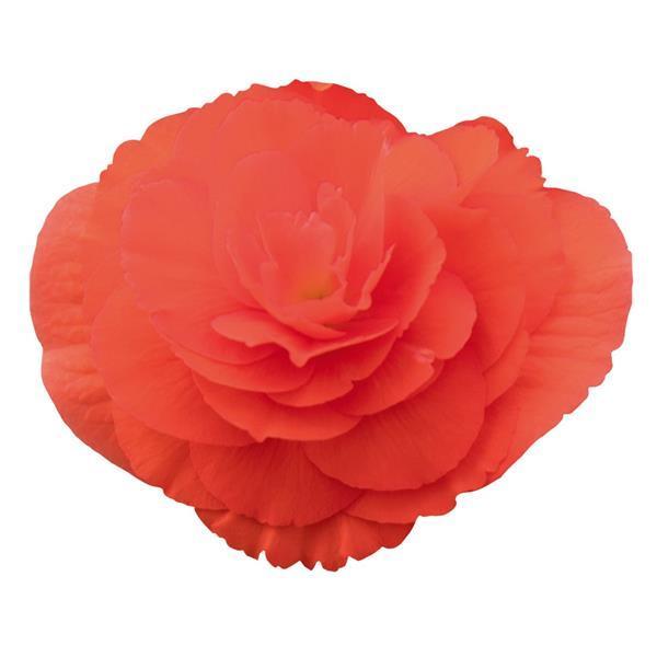 Begonia Nonstop® Salmon