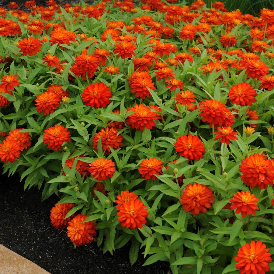 Zinnia Double Zahara™ Fire