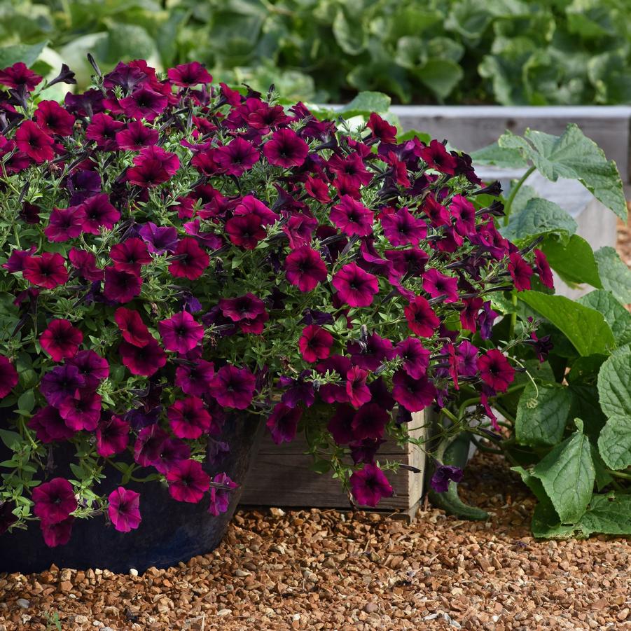 Petunia Easy Wave® Burgundy Velour