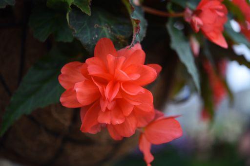 Begonia I'conia Miss Malibu