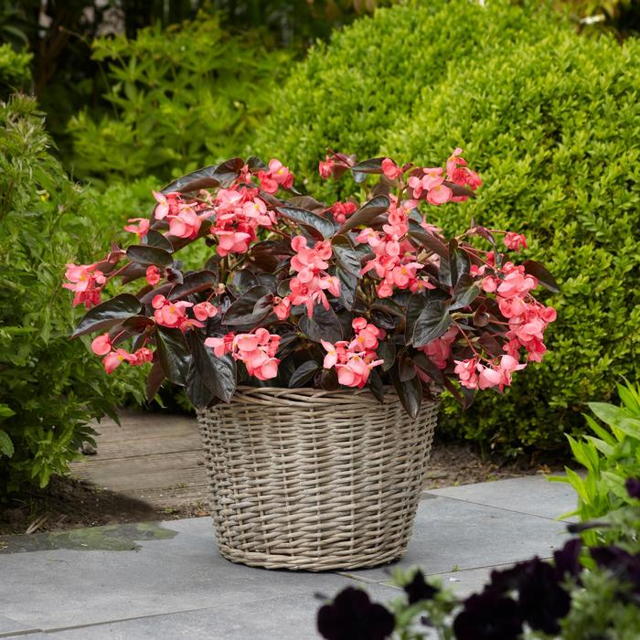Begonia Dragon Wing® Pink Bronze Leaf