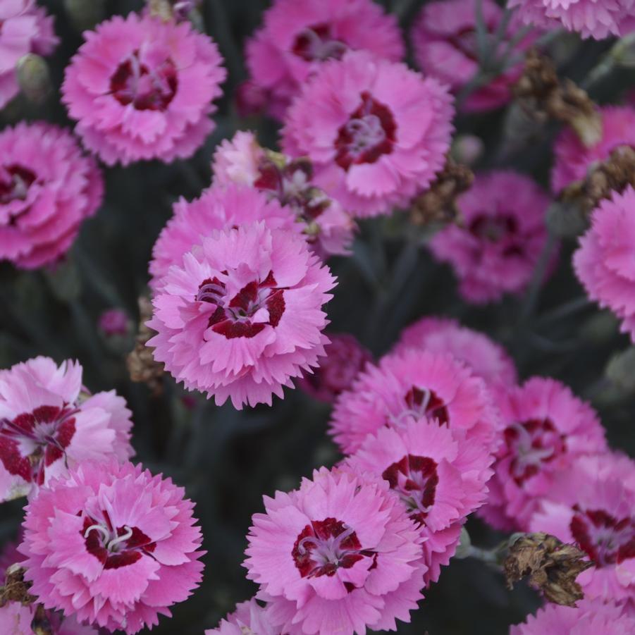 Dianthus Pretty Poppers® Cute as a Button