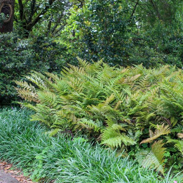 Dryopteris erythrosora Brilliance