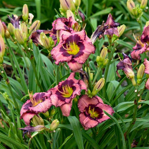 Hemerocallis Be Fruitful and Multiply
