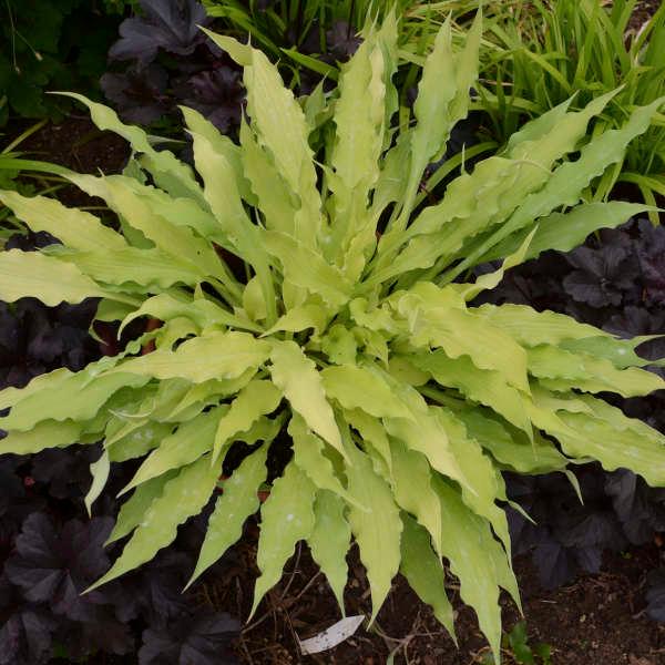 Hosta Wiggles and Squiggles