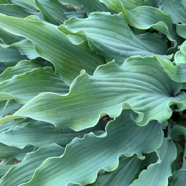 Hosta Wild Imagination