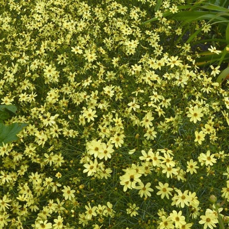 Coreopsis verticallata Moonbeam