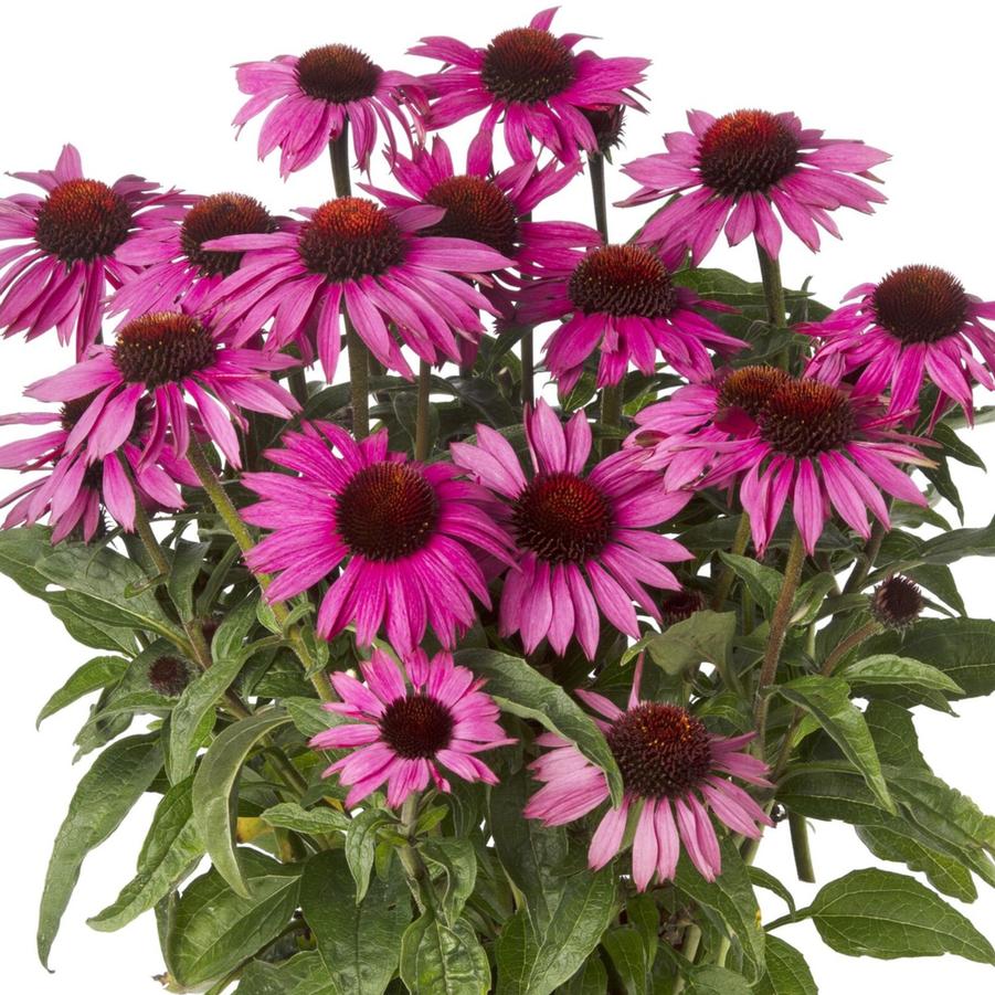 Echinacea purpurea Prairie Splendor Dark Rose Compact