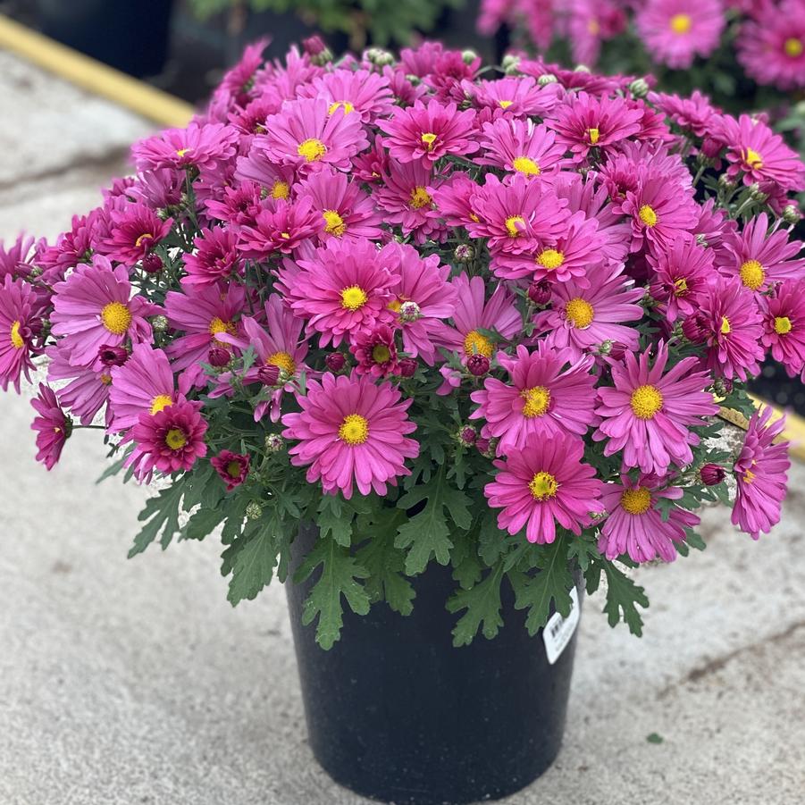 Chrysanthemum Mammoth Lavender Daisy