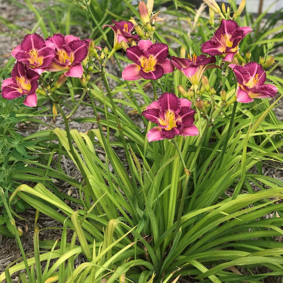 Hemerocallis Entrapment