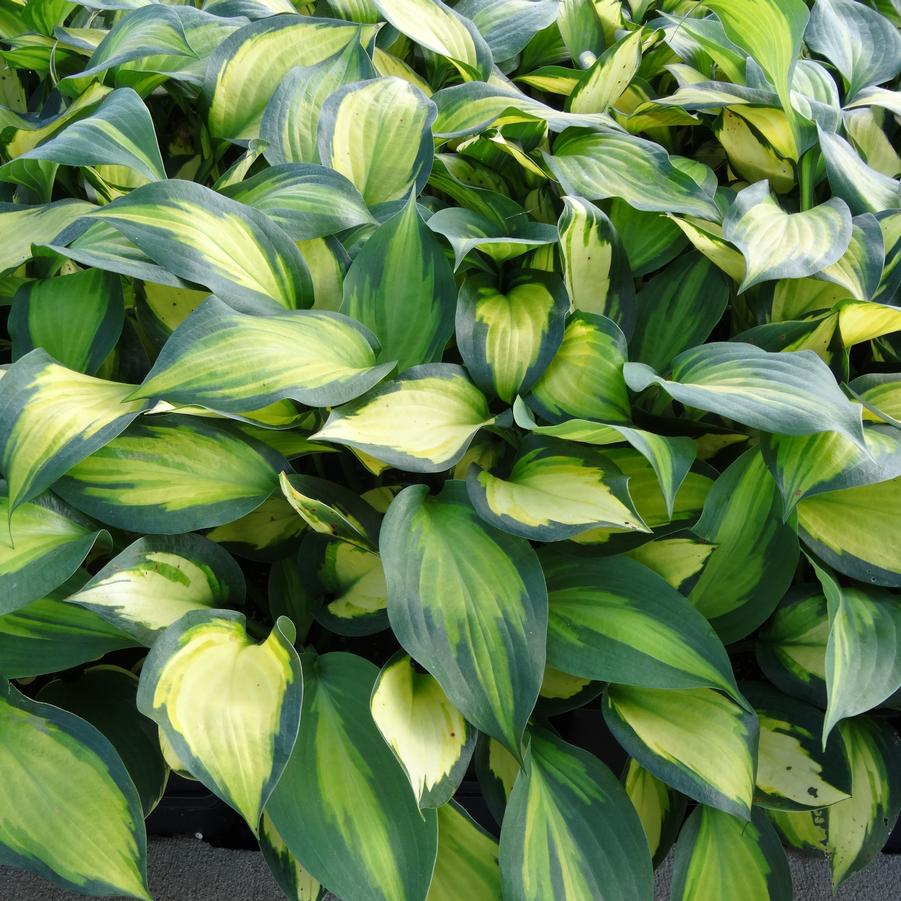 Hosta Forbidden Fruit