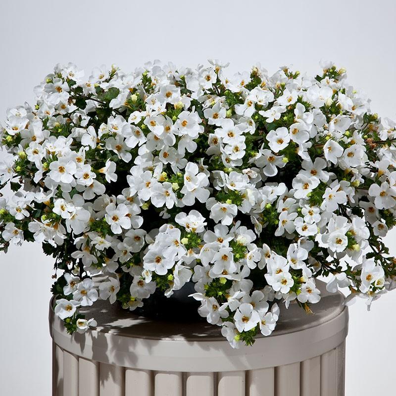 Bacopa Betty White