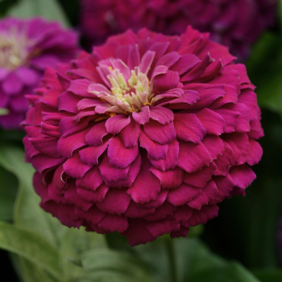 Zinnia Zesty™ Purple