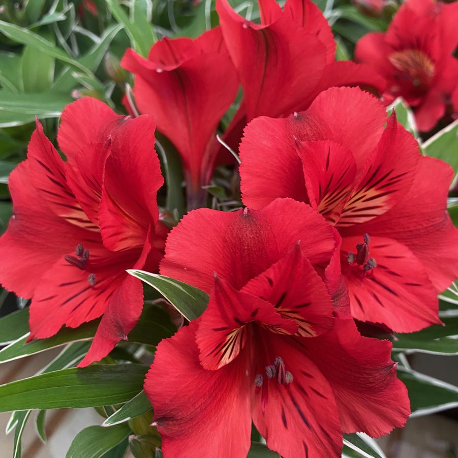 Alstroemeria Colorita&reg; Katiana