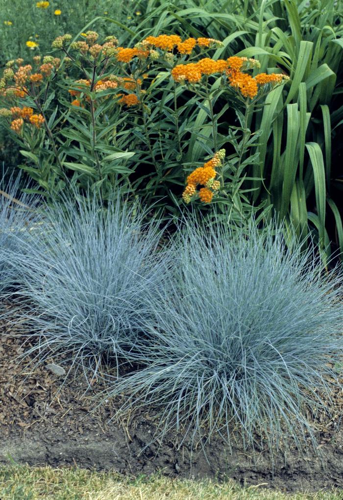 GR Festuca glauca Elijah Blue