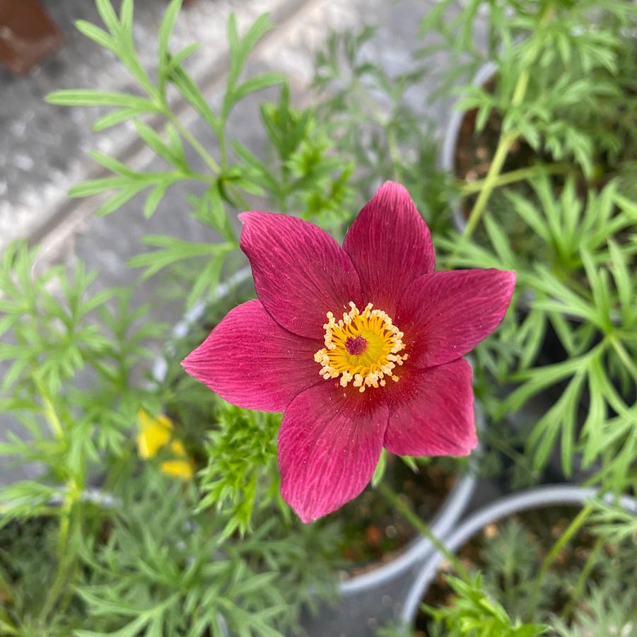 Pulsatilla vulgaris Rubra