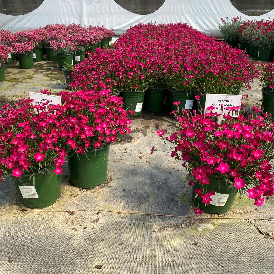 Dianthus (per) Beauties® Kahori Scarlet