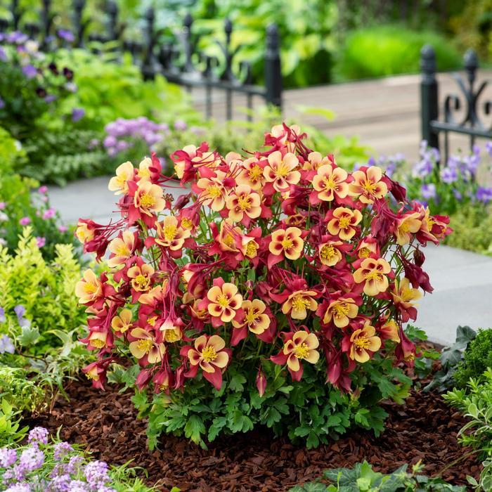 Aquilegia x hybrida Earlybird™ Red & Yellow