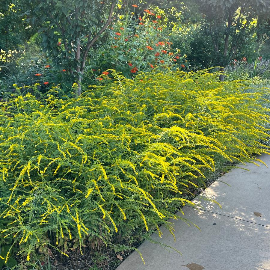 Solidago rugosa Fireworks