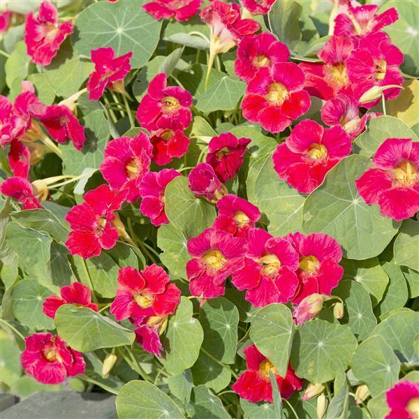 Nasturtium Tip Top Rose