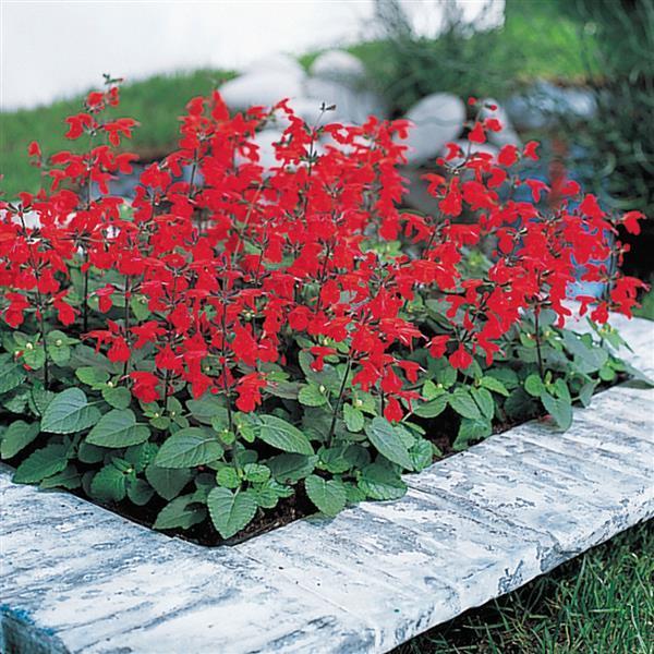 Salvia coccinea Summer Jewel™ Red