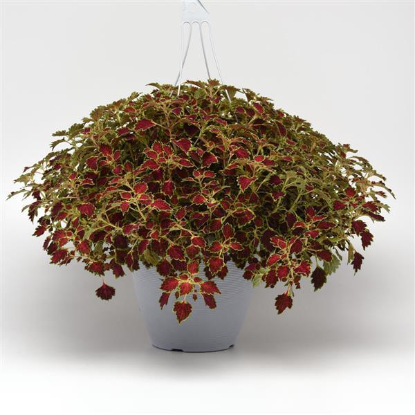 Coleus Glory Road