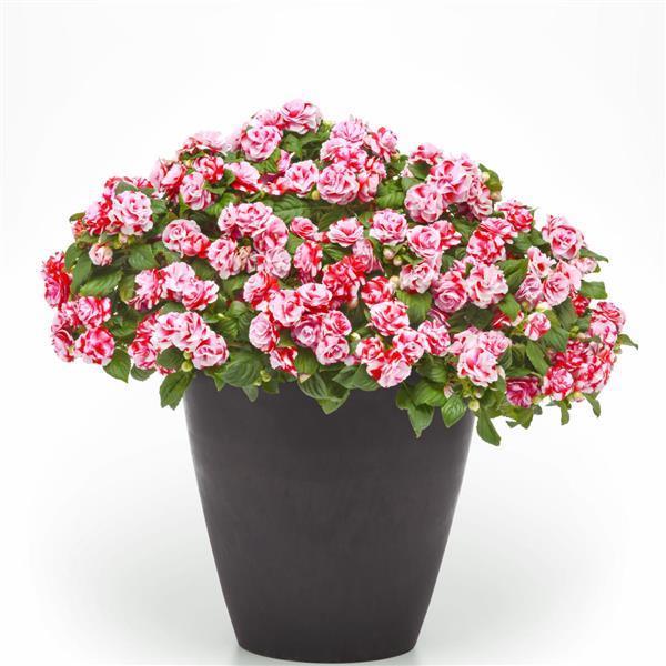 Impatiens Glimmer™ Strawberry Sparkler