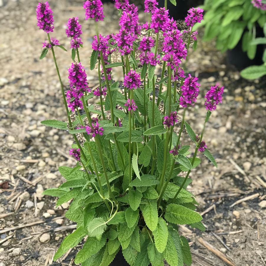 Stachys monnieri Hummelo