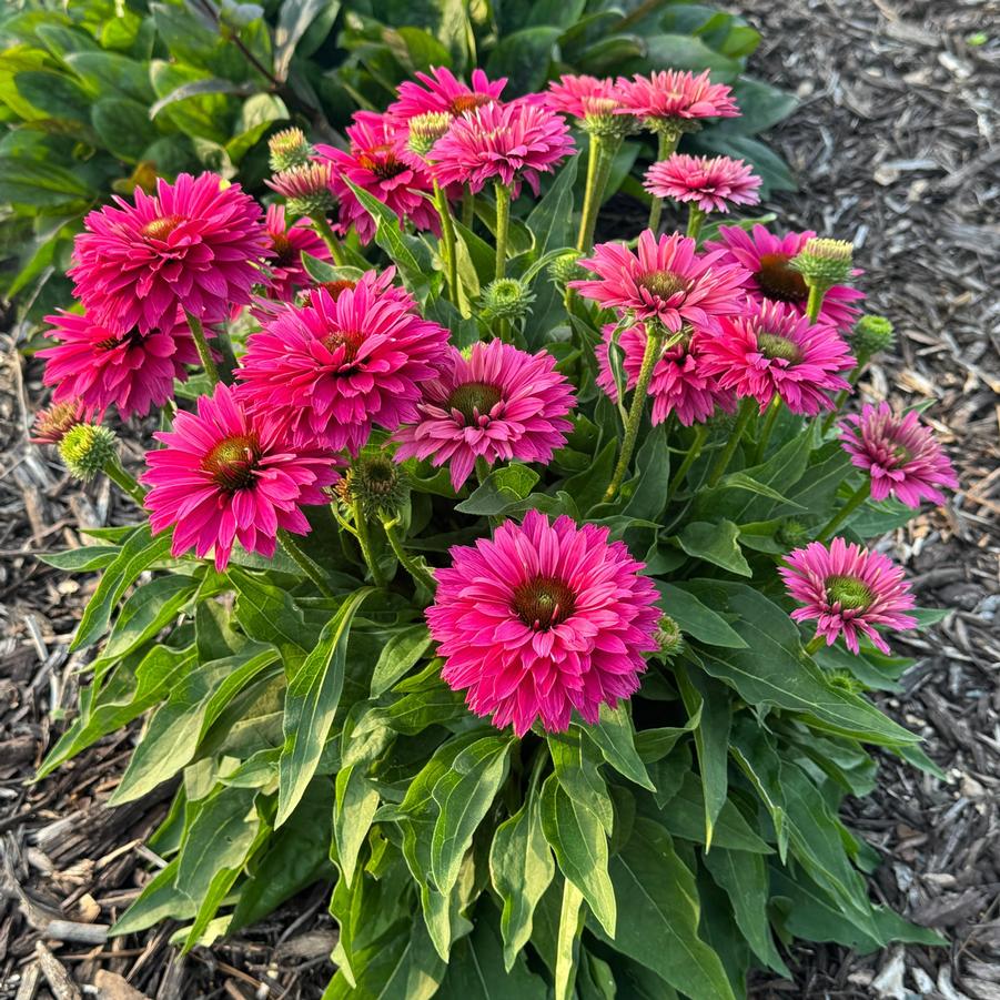 Echinacea SunSeekers Sweet Fuchsia