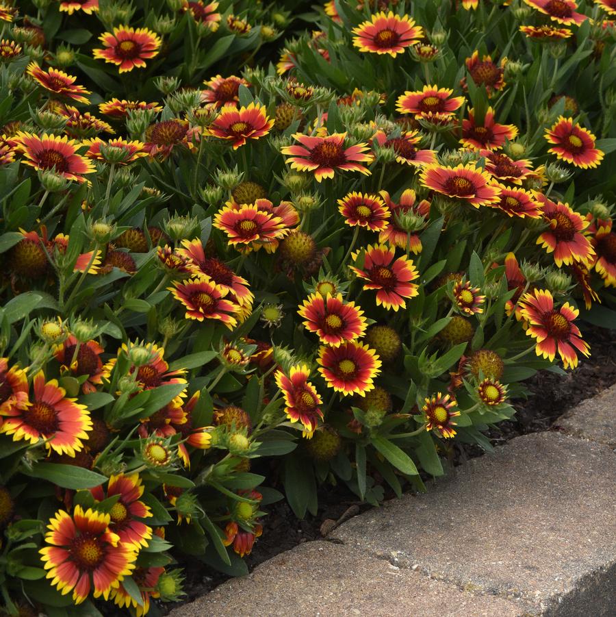 Gaillardia Guapa Flamenco Bicolor