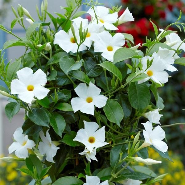 Mandevilla Sun Parasol&reg; Garden White