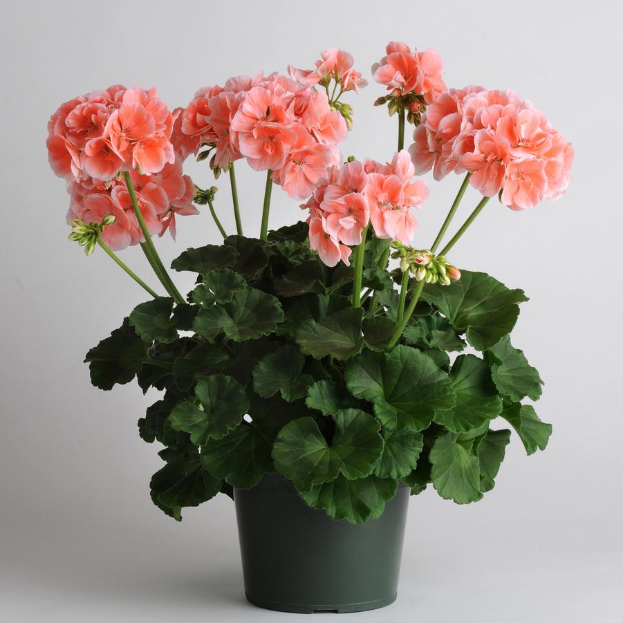 Geranium (Zonal) Sunrise&trade; Light Salmon