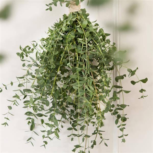 Eucalyptus Small Leaved Gum