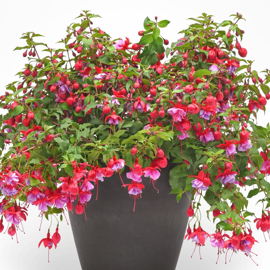 Fuchsia Blue Radiance