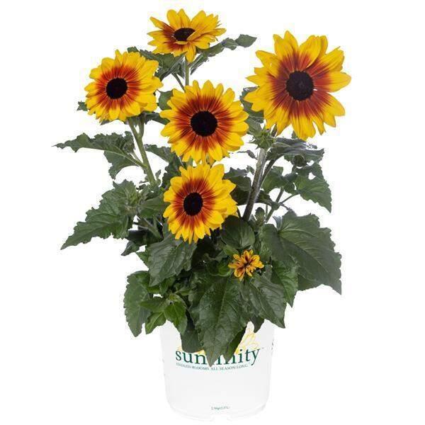 Sunflower Sunfinity Yellow Red Bicolor