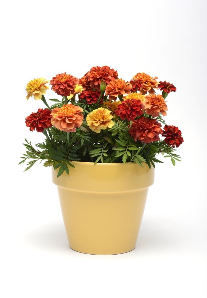Marigold French Strawberry Blonde
