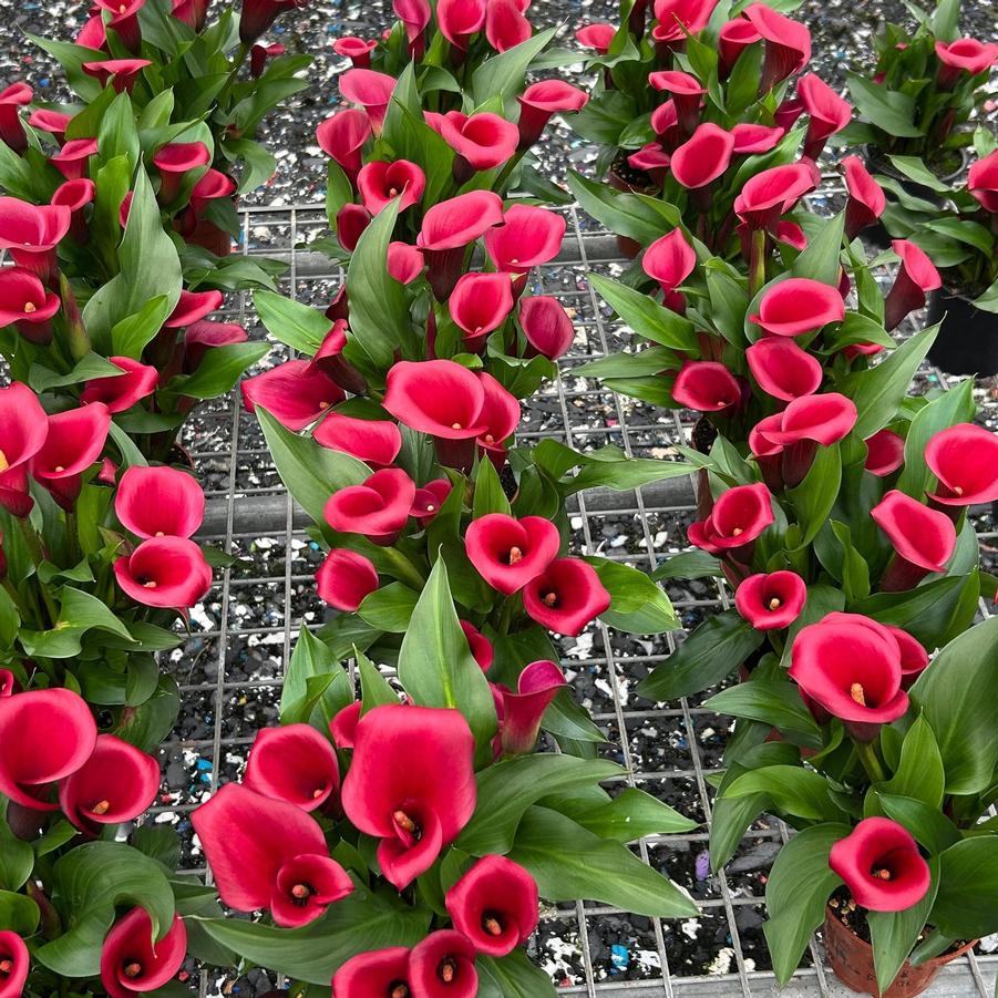 Calla Lily Red Salsa