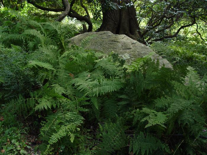 Fern Dennstaedtia punctilobula