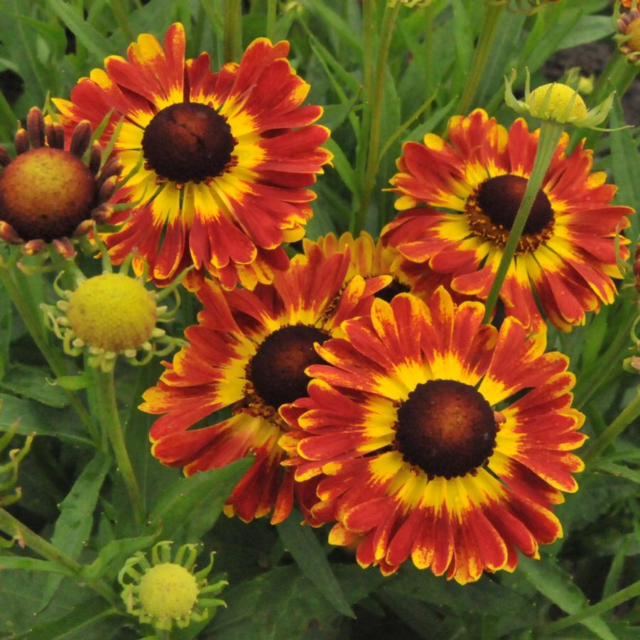 Helenium autumnale Mariachi&trade; Fuego