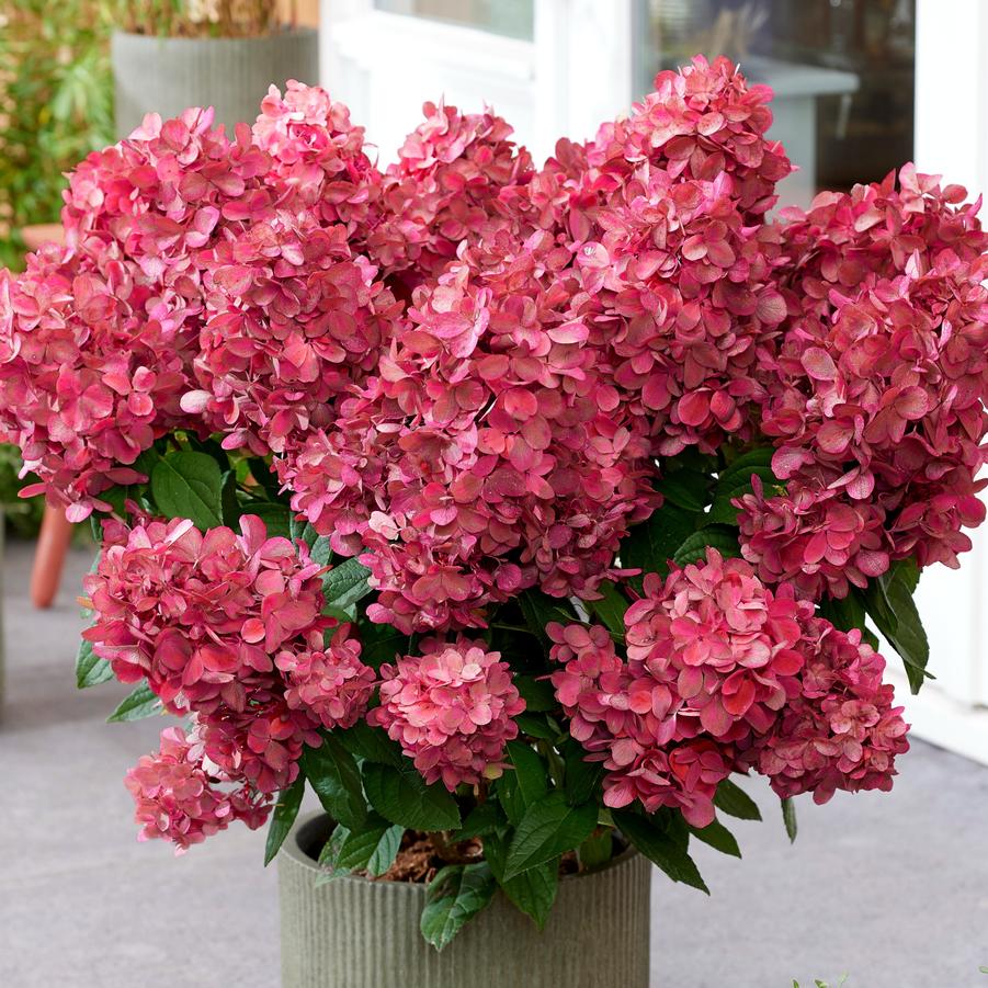 Hydrangea paniculata Bonfire