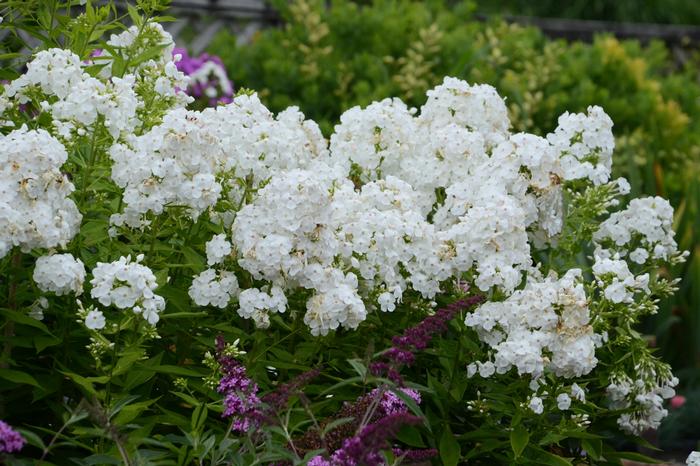 Phlox (per) paniculata David