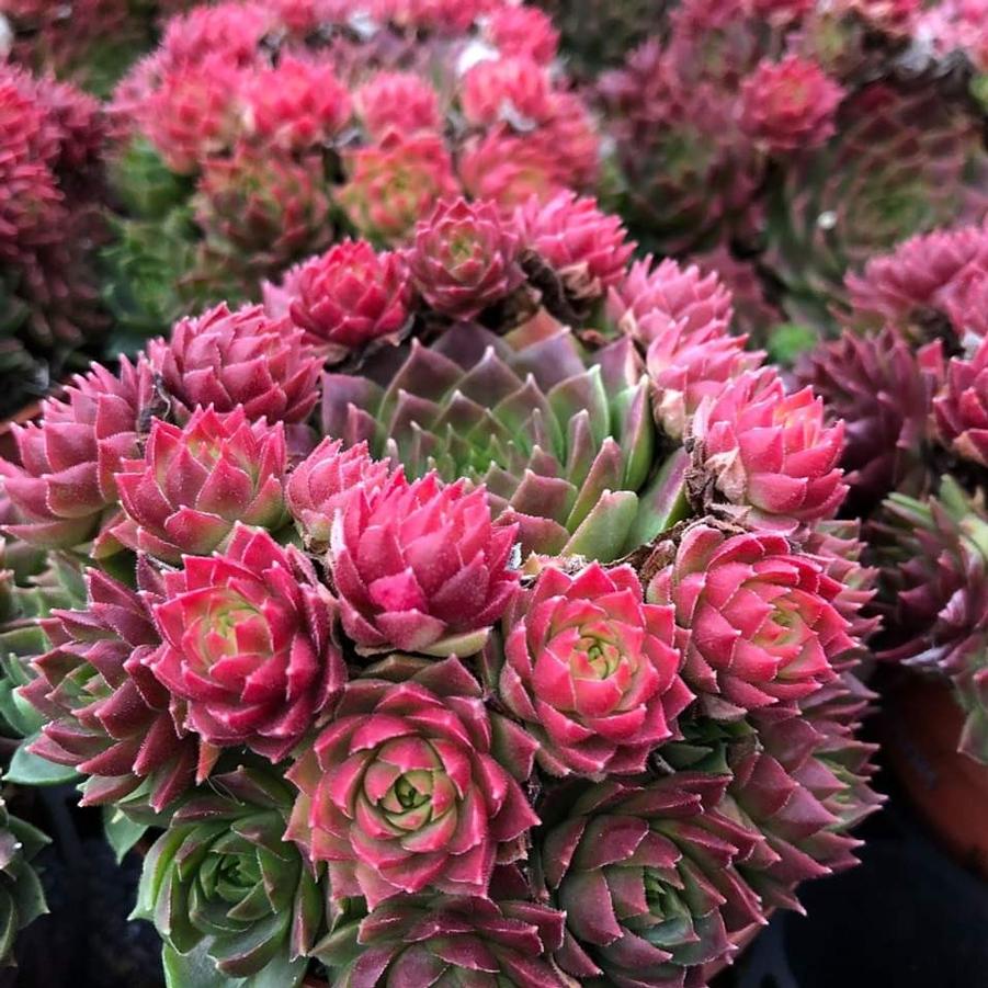Sempervivum Colorockz® Ruby Lime