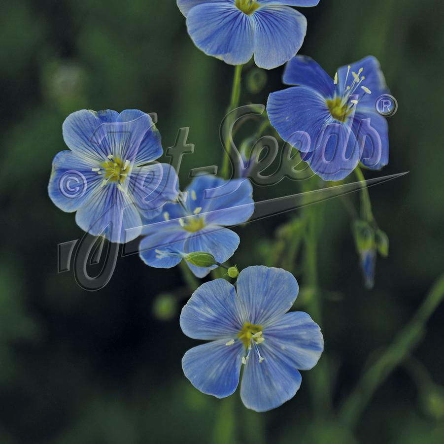 Linum Lewisii 