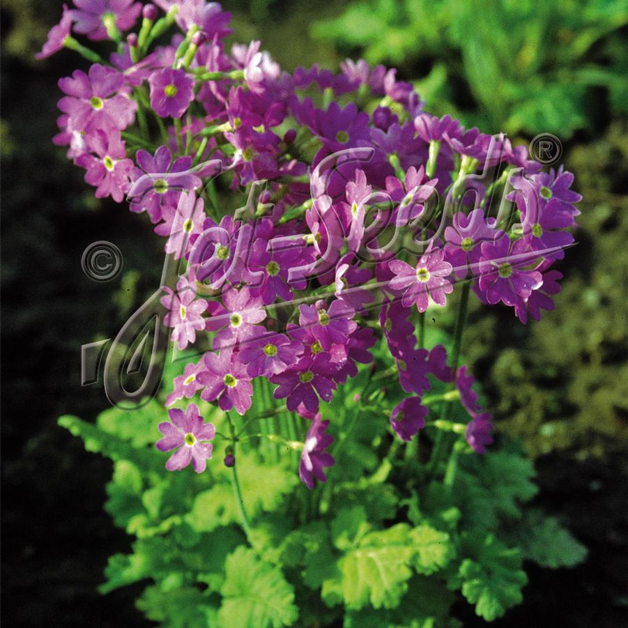 Primula cortusoides hort Primadiente Rose